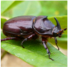 INSECT Thumbnail